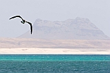 Boa Vista : Sal Rei : brown booby : Nature Animals
Cabo Verde Foto Gallery