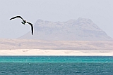 Insel: Boa Vista  Wanderweg:  Ort: Sal Rei Motiv: Weibauchtlpel Motivgruppe: Nature Animals © Florian Drmer www.Cabo-Verde-Foto.com