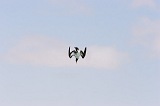 Boa Vista : Praia de Santa Mnica : brown booby : Nature Animals
Cabo Verde Foto Gallery