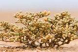 Boa Vista : Morro Negro : plant : Nature Plants
Cabo Verde Foto Gallery