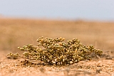 Boa Vista : Morro Negro : plant : Nature Plants
Cabo Verde Foto Gallery