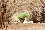 Boa Vista : Morro Negro : accia : Technology Agriculture
Cabo Verde Foto Galeria