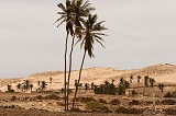 Insel: Boa Vista  Wanderweg:  Ort: Ponta de Ervato Motiv: Oase Motivgruppe: Landscape Desert © Florian Drmer www.Cabo-Verde-Foto.com