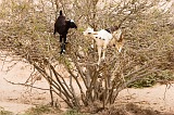 Boa Vista : Morro Negro : goat : Technology Agriculture
Cabo Verde Foto Gallery