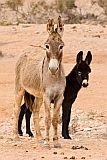Insel: Boa Vista  Wanderweg:  Ort: Santo Antnio Motiv: Esel Motivgruppe: Nature Animals © Florian Drmer www.Cabo-Verde-Foto.com