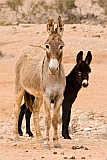 Boa Vista : Santo Antnio : donkey : Nature Animals
Cabo Verde Foto Gallery