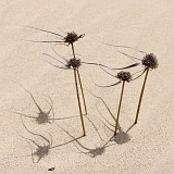 Insel: Boa Vista  Wanderweg:  Ort: Praia da Chave Motiv: Dne Motivgruppe: Nature Plants © Florian Drmer www.Cabo-Verde-Foto.com