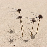 Boa Vista : Praia da Chave : dune : Nature Plants
Cabo Verde Foto Gallery