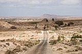 Insel: Boa Vista  Wanderweg:  Ort: Joo Galego Motiv: Wanderweg durch die Wste Motivgruppe: Landscape Desert © Florian Drmer www.Cabo-Verde-Foto.com