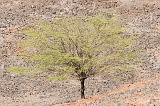 Insel: Santiago  Wanderweg:  Ort: Tarrafal Motiv: Baum Motivgruppe: Landscape Desert © Florian Drmer www.Cabo-Verde-Foto.com
