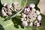 Santiago : Tarrafal : bombardeira : Nature Plants
Cabo Verde Foto Galeria