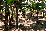 Santiago : Ra Seca : plantation : Landscape Agriculture
Cabo Verde Foto Gallery