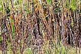 Santiago : Ra Seca : plantation : Landscape Agriculture
Cabo Verde Foto Gallery