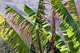 Santiago : Ra Seca : plantation : Landscape Agriculture
Cabo Verde Foto Gallery