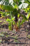 Santiago : Ra Seca : plantation : Landscape Agriculture
Cabo Verde Foto Gallery