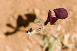 Insel: Santiago  Wanderweg:  Ort: Malagueta Motiv: Blume Motivgruppe: Landscape Mountain &copy; Florian D�rmer www.Cabo-Verde-Foto.com