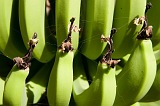 Insel: Santiago  Wanderweg:  Ort: Ra Seca Motiv: Banane Motivgruppe: Nature Plants © Florian Drmer www.Cabo-Verde-Foto.com