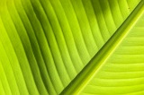 Insel: Santiago  Wanderweg:  Ort: Ra Seca Motiv: Banane Motivgruppe: Nature Plants © Florian Drmer www.Cabo-Verde-Foto.com