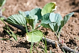 Santiago : Assomada : plantation : Landscape Agriculture
Cabo Verde Foto Gallery