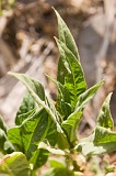 Insel: Santiago  Wanderweg:  Ort: Assomada Motiv: Tabak Motivgruppe: Nature Plants &copy; Florian D�rmer www.Cabo-Verde-Foto.com