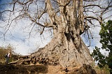 Santiago : Assomada : Kapok tree : Nature Plants
Cabo Verde Foto Gallery