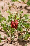 Insel: Santiago  Wanderweg:  Ort: Picos Motiv: Paprika Motivgruppe: Technology Agriculture © Florian Drmer www.Cabo-Verde-Foto.com