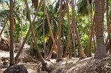 Insel: Santiago  Wanderweg:  Ort: Achada Leite Motiv: Palme Motivgruppe: Nature Plants © Florian Drmer www.Cabo-Verde-Foto.com