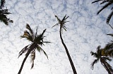 Santiago : Cidade Velha : palm tree : Nature Plants
Cabo Verde Foto Gallery