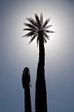 Insel: Santiago  Wanderweg:  Ort: Cidade Velha Motiv: Palme Motivgruppe: Nature Plants © Florian Drmer www.Cabo-Verde-Foto.com