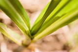 Santiago : Cidade Velha : sugar cane : Nature Plants
Cabo Verde Foto Gallery