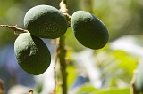 Santiago : Cidade Velha : mango : Nature Plants
Cabo Verde Foto Gallery