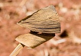 Santiago : Rui Vaz : maize : Nature Plants
Cabo Verde Foto Gallery