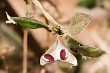 Santiago : Rui Vaz : bean : Technology Agriculture
Cabo Verde Foto Gallery