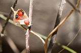 Santiago : Rui Vaz : rosary pea : Nature Plants
Cabo Verde Foto Gallery