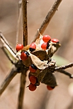 Santiago : Rui Vaz : rosary pea : Nature Plants
Cabo Verde Foto Gallery