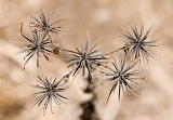 Santiago : Rui Vaz :  : Nature Plants
Cabo Verde Foto Gallery