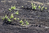 Fogo : Ch das Caldeiras : vinho : Technology Agriculture
Cabo Verde Foto Galeria