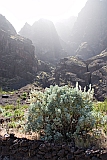Insel: Fogo  Wanderweg:  Ort: Ch das Caldeiras Motiv: n.a. Motivgruppe: Nature Plants © Florian Drmer www.Cabo-Verde-Foto.com