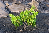 Fogo : Ch das Caldeiras : wine : Technology Agriculture
Cabo Verde Foto Gallery