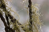 Fogo : Mosteiros : floresta : Nature Plants
Cabo Verde Foto Galeria