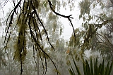 Fogo : Mosteiros : floresta : Nature Plants
Cabo Verde Foto Galeria