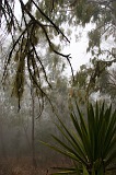 Fogo : Mosteiros : forest : Nature Plants
Cabo Verde Foto Gallery