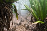 Insel: Fogo  Wanderweg:  Ort: Mosteiros Motiv: Wald Motivgruppe: Nature Plants © Florian Drmer www.Cabo-Verde-Foto.com