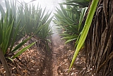 Insel: Fogo  Wanderweg:  Ort: Mosteiros Motiv: Wald Motivgruppe: Nature Plants © Florian Drmer www.Cabo-Verde-Foto.com