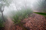 Fogo : Mosteiros : floresta : Nature Plants
Cabo Verde Foto Galeria