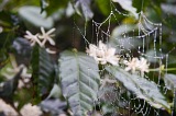 Insel: Fogo  Wanderweg:  Ort: Mosteiros Motiv: Kaffee Motivgruppe: Nature Plants © Florian Drmer www.Cabo-Verde-Foto.com