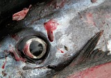 Fogo : So Filipe : peixe : Nature Animals
Cabo Verde Foto Galeria