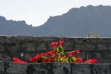 Insel: Fogo  Wanderweg:  Ort: Ch das Caldeiras Motiv: Weinachtsstern Motivgruppe: Nature © Florian Drmer www.Cabo-Verde-Foto.com