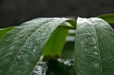 Fogo : Ch das Caldeiras : manh : Nature Plants
Cabo Verde Foto Galeria