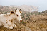 Brava : Villa Nova Sintra : cow : Nature Animals
Cabo Verde Foto Gallery